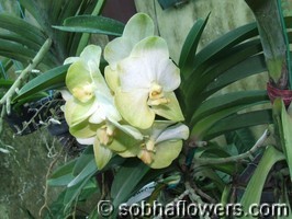 Vanda Rasree Gold